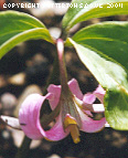 Trillium catesbyi