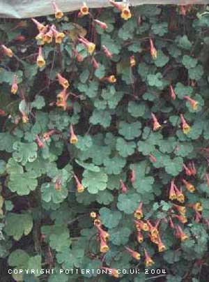 Tropaeolum tuberosum 'Ken Aslet'