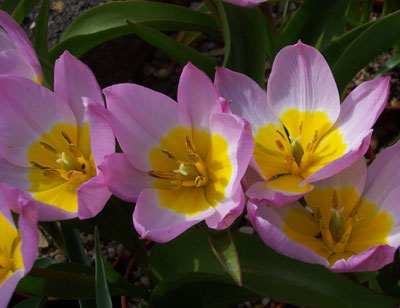 Tulipa saxatilis bakeri 'Lilac Wonder' 