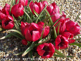 50 Tulipa collection