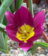 Tulipa humilis 'Persian Pearl' 1357/20