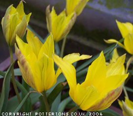 Tulipa altaica