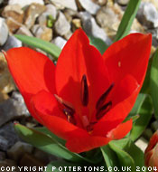 Tulipa praestans 'Fusilier'