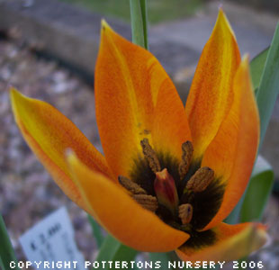 Tulipa whittallii