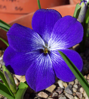Tecophilaea cyanocrocus 'Violacea'