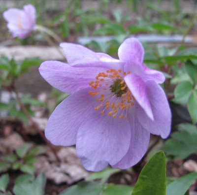 Pottertons Nursery - Anemone nemorosa