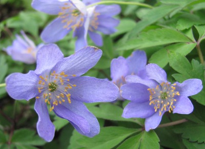 Pottertons Nursery - Anemone nemorosa