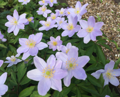 Pottertons Nursery - Anemone nemorosa