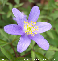 Pottertons Nursery - Anemone nemorosa