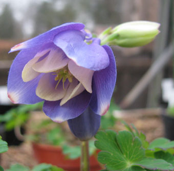 Aquilegia saximontana