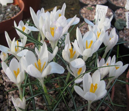 Pottertons Nursery - Crocus species Spring