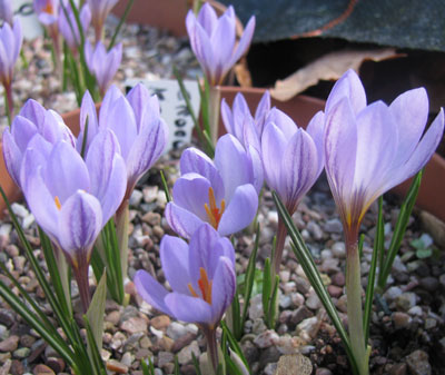 Crocus kosaninii