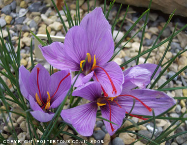 Crocus sativus (AUT) 
