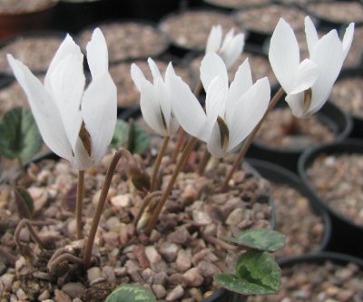 Pottertons Nursery - Cyclamen