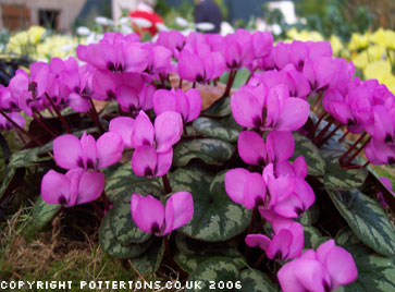 Cyclamen coum (deliver Sept to October)