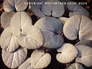 Cyclamen coum 'Silver Leaf' (deliver Sept to October)