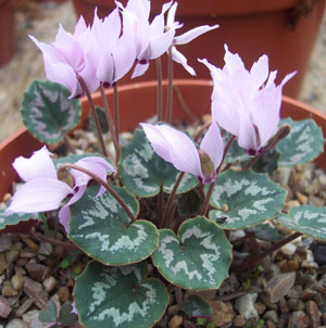 Cyclamen mirabile (deliver Sept to October)