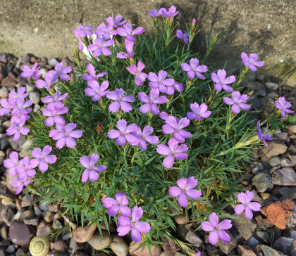 Pottertons Nursery - Dianthus