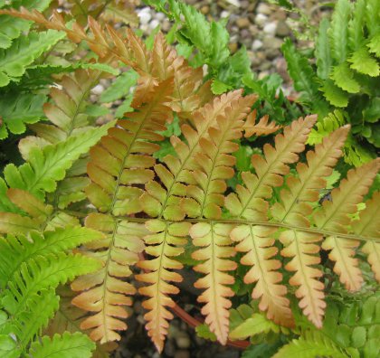 Pottertons Nursery - Dryopteris erythrosora