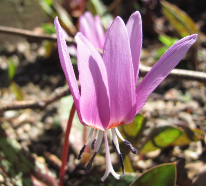 Pottertons Nursery - Erythronium