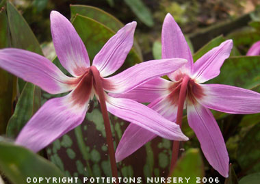 Erythronium dens-canis 'Purple King' 