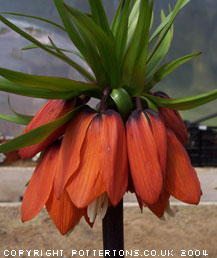 Fritillaria imperialis 'William Rex' 