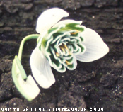 Galanthus 'Greatorex hybrid'