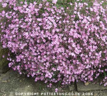 Pottertons Nursery - Gypsophila