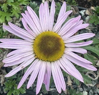 Chrysanthemum weyrichii