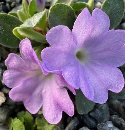 Primula allionii 'Tranquility'