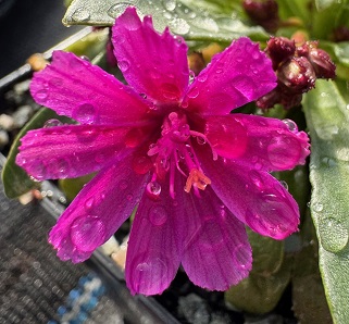 Lewisia 'Little Raspberry'