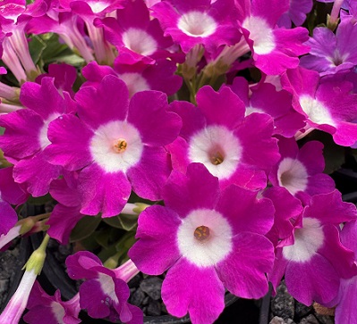 Primula 'Lismore Jewel'