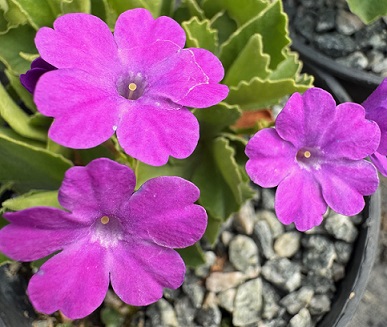 Primula marginata 'The General'