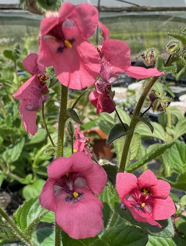 Diascia fetcaniensis