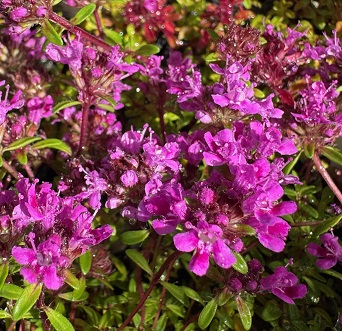 Thymus 'Coccineus'