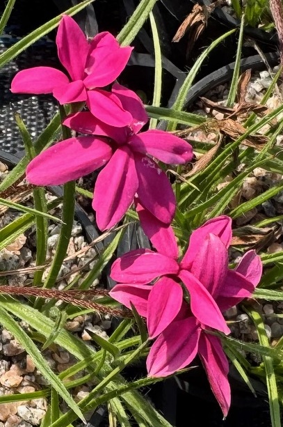 Rhodohypoxis baurii 'Tetra Pink'