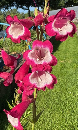 Penstemon 'Amelia Jane'