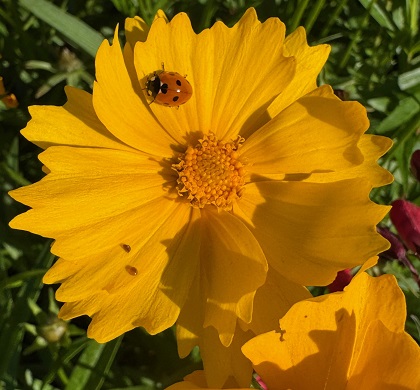 Coreopsis lanceolata