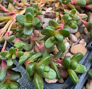 Ectoptropis seanii-hoganii