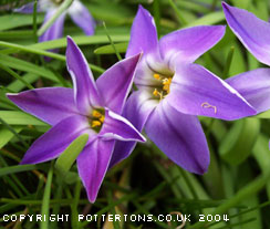 Ipheion uniflorum 'Froyle Mill'