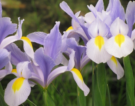 Pottertons Nursery - Iris hollandica 'Clear Morning Sky'