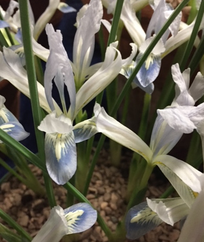 Iris 'Polar Ice' syn. Iris reticulata 'Polar Ice', Reticulate Iris