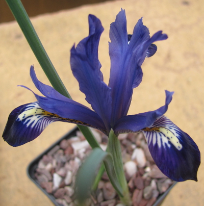 Pottertons Nursery - Iris reticulata 'Polar Ice