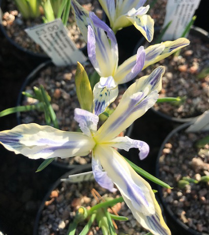 Iris Frozen Planet - Bulbs