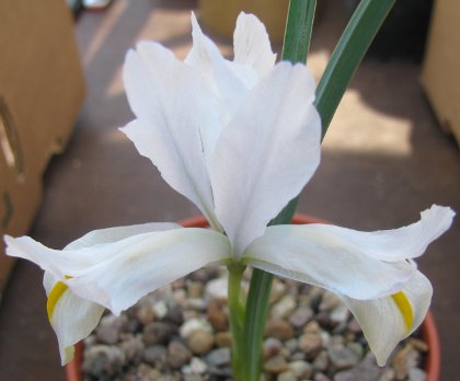 Pottertons Nursery - Iris reticulata 'White Caucasus'