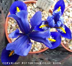 Iris reticulata 'Harmony' 