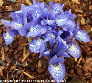 Iris histrioides 'Lady Beatrix Stanley' 