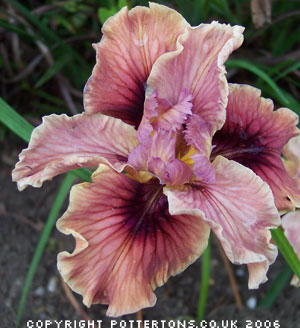 Iris 'Pacific Coast Hybrids'