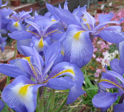 Iris cycloglossa 