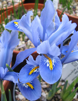 Iris reticulata 'Alida' 